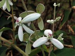 Congea tomentosa Roxb.