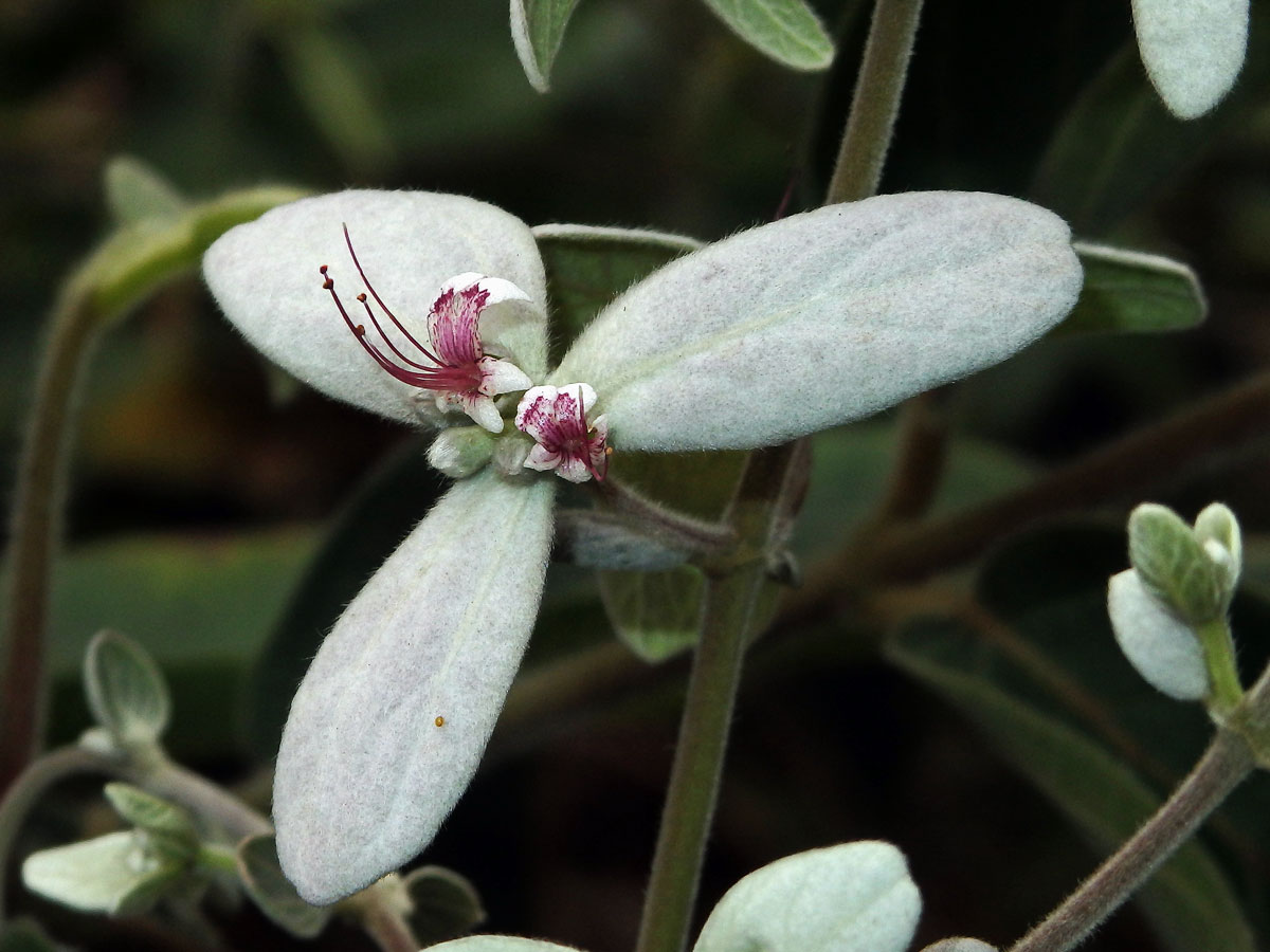 Congea tomentosa Roxb.