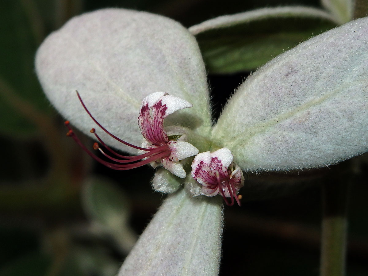 Congea tomentosa Roxb.