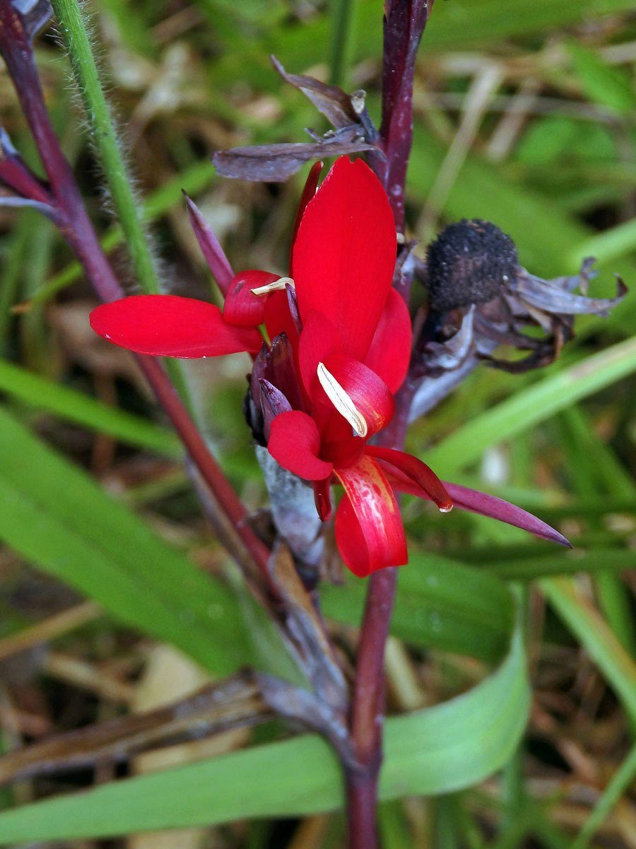 Canna indica L.