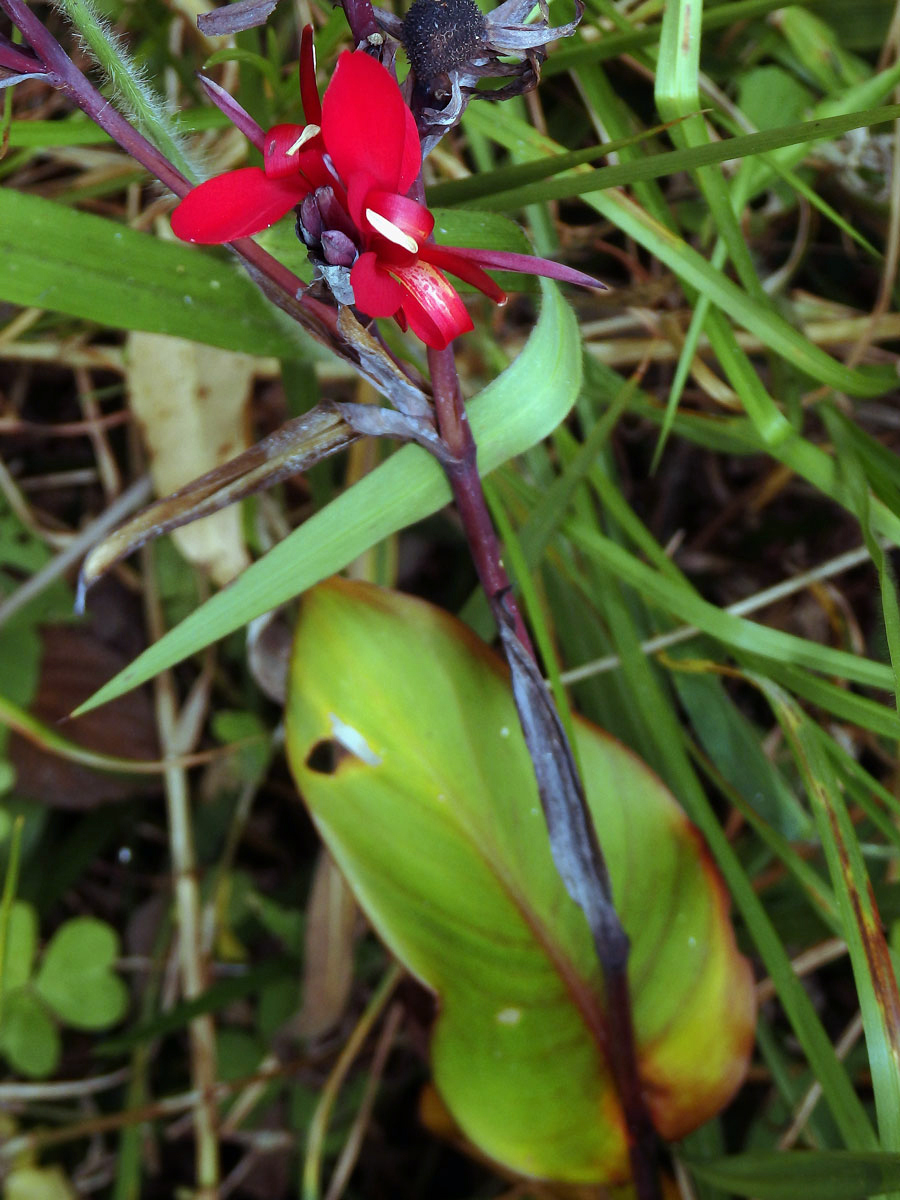 Canna indica L.