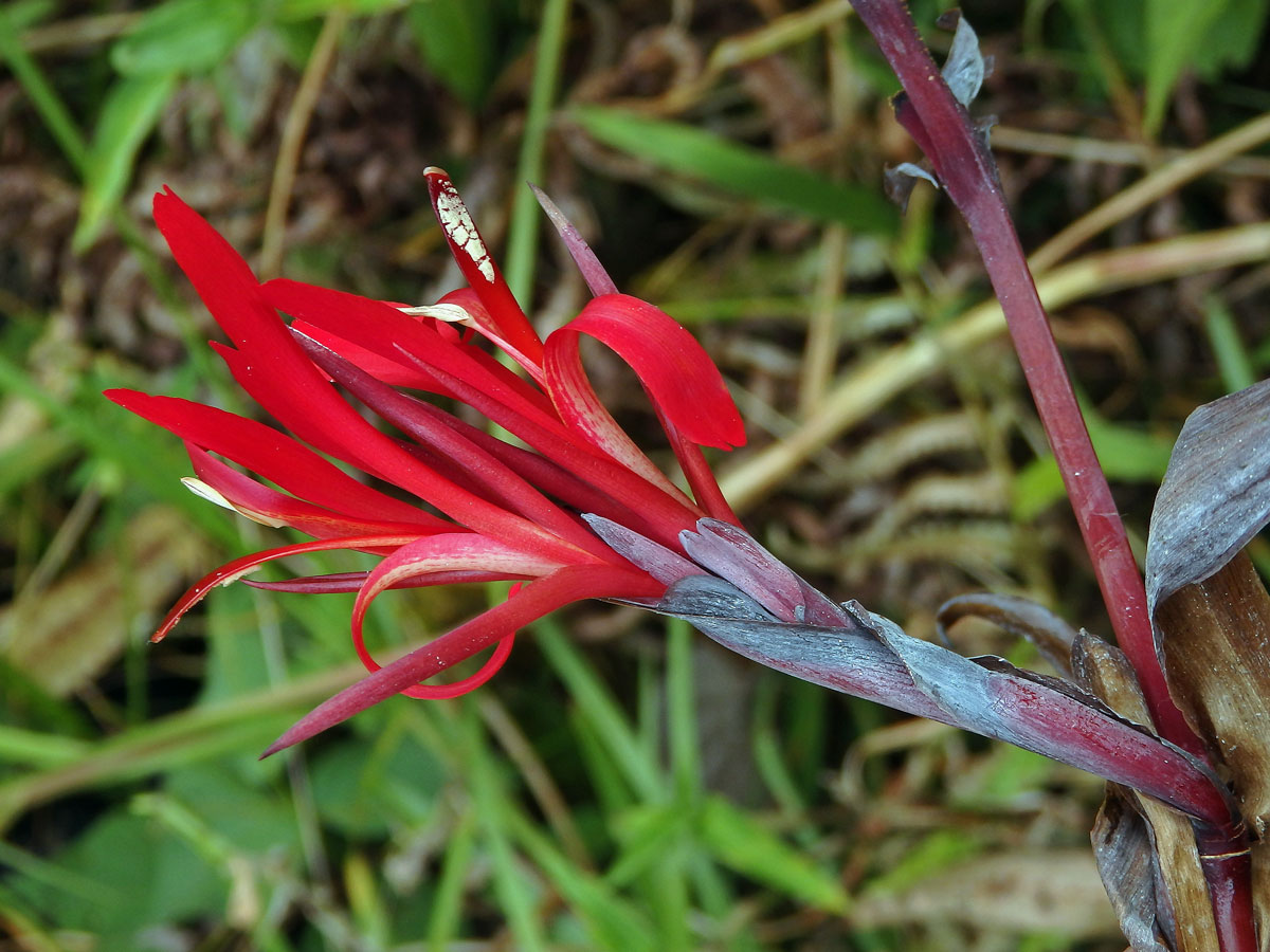 Canna indica L.