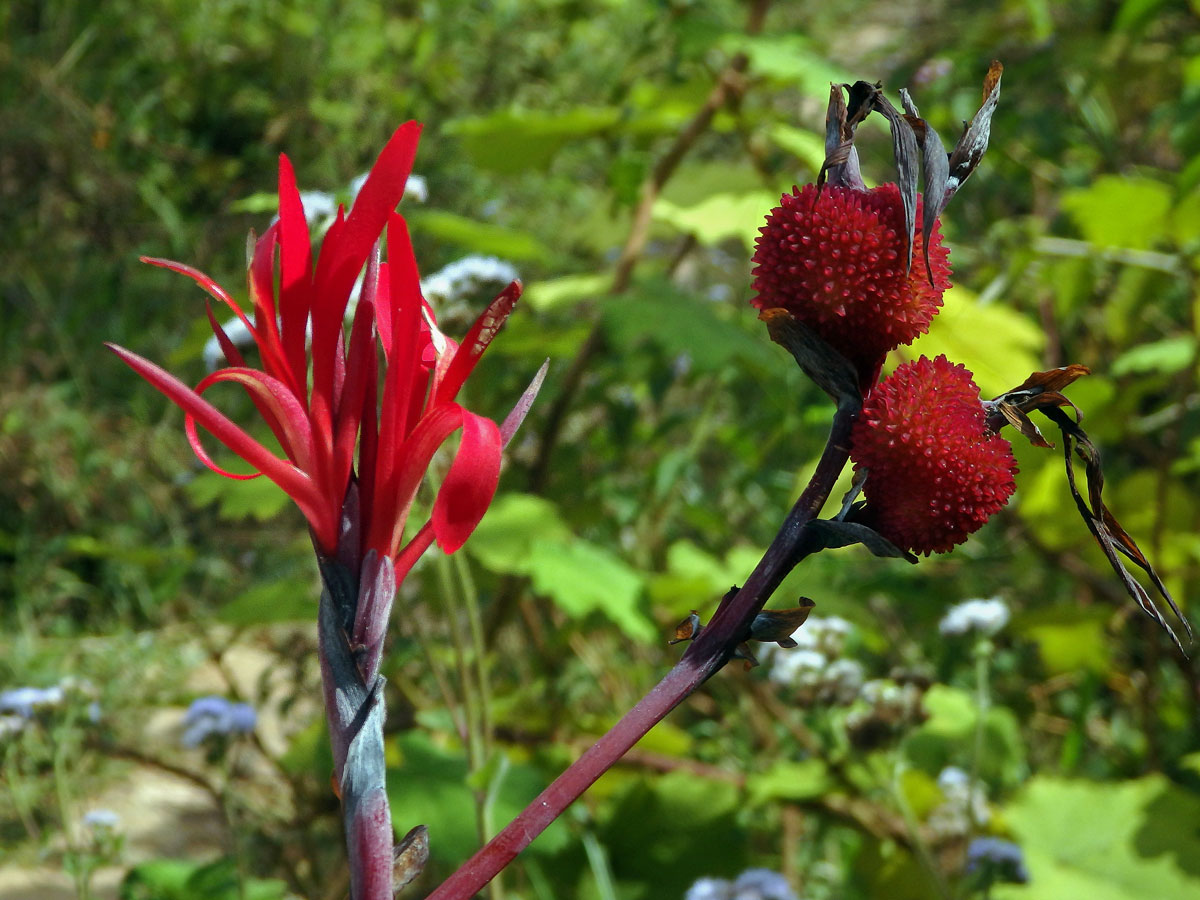 Canna indica L.