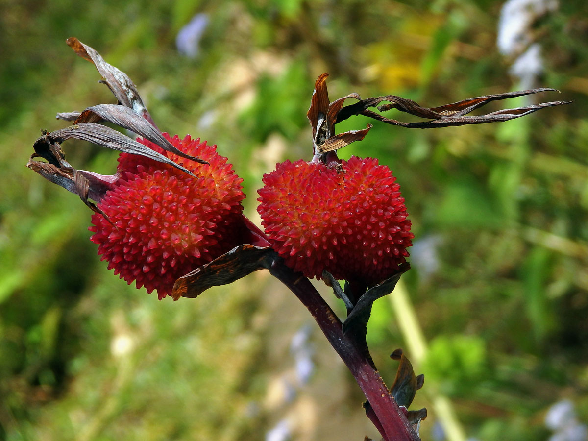 Canna indica L.