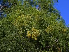 Moringa drouhardii Jum.