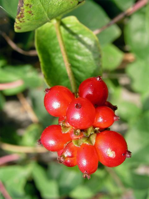 Zimolez ovíjivý (Lonicera perichymenum L.)