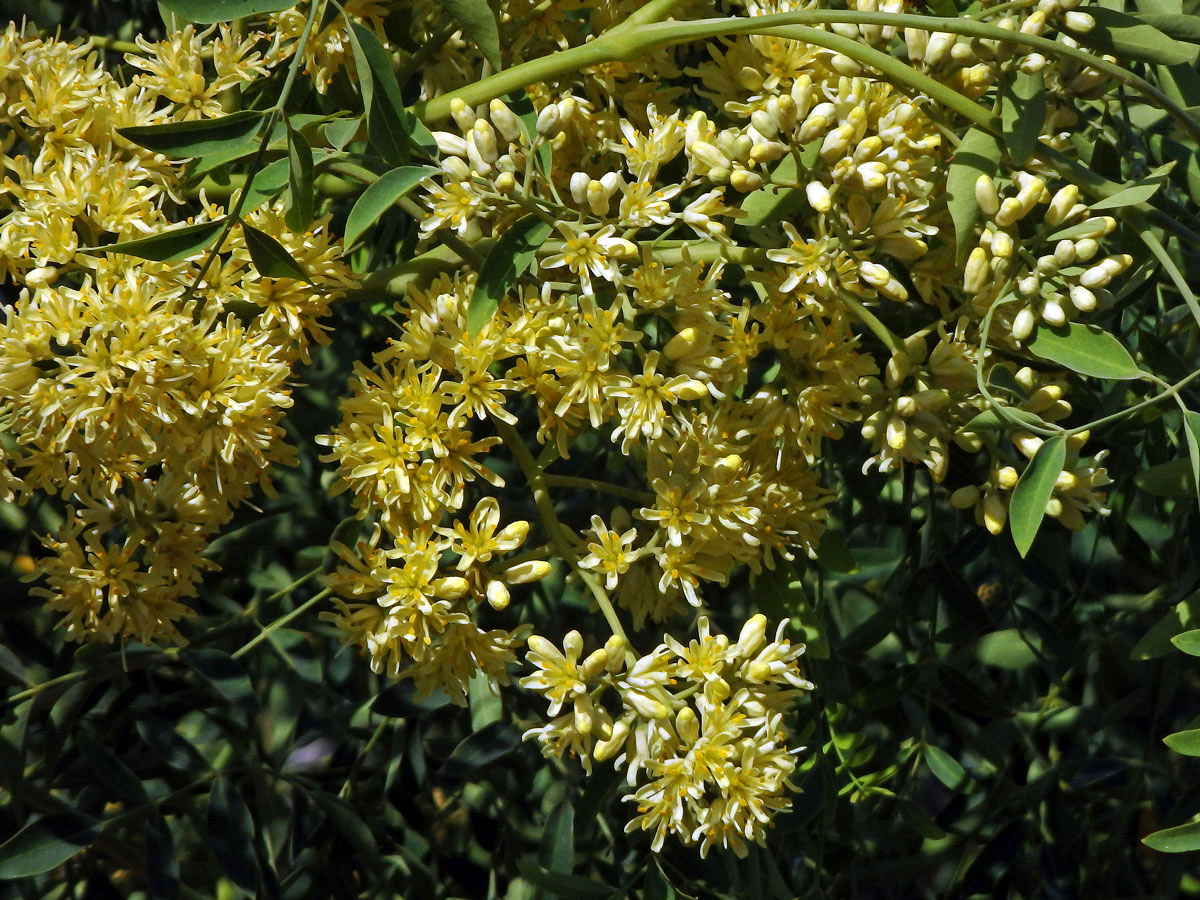 Moringa drouhardii Jum.