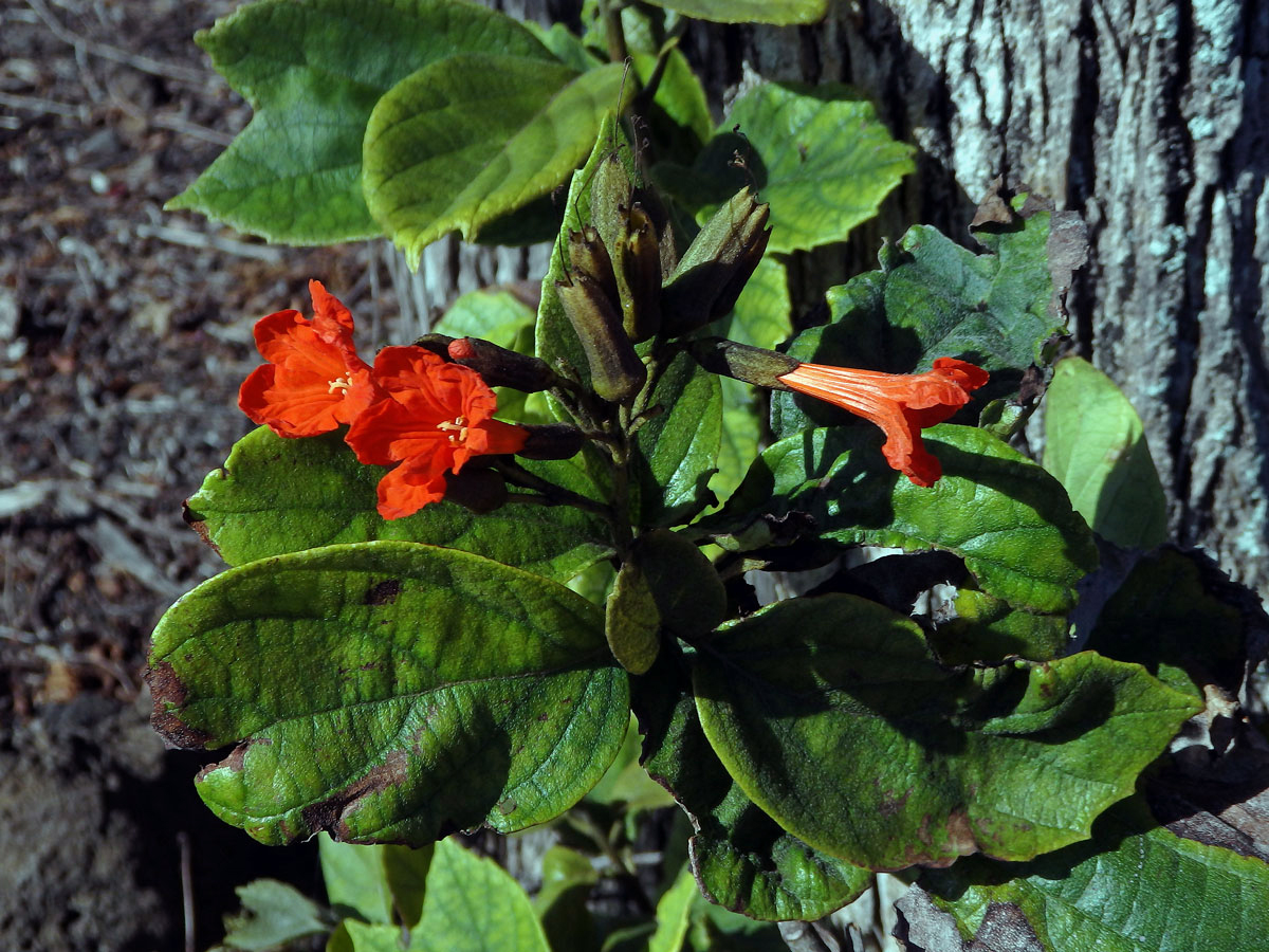 Cordia sebestena L.