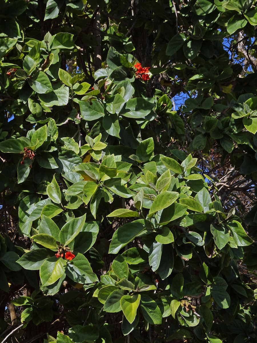 Cordia sebestena L.