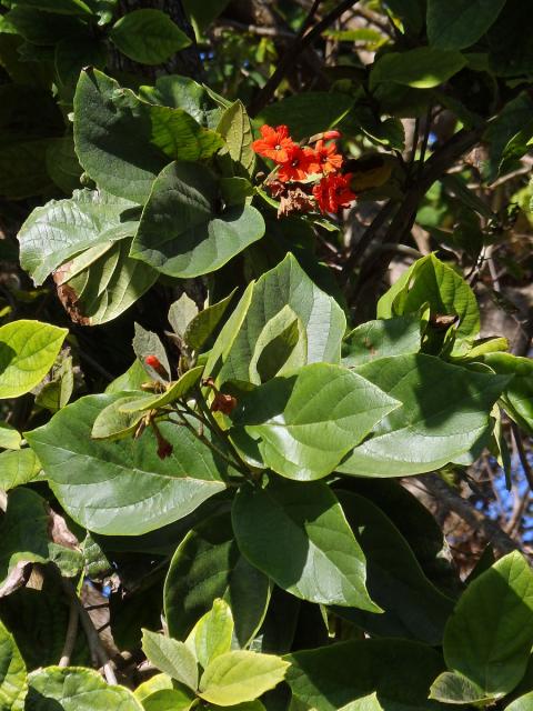 Cordia sebestena L.