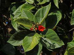 Cordia sebestena L.