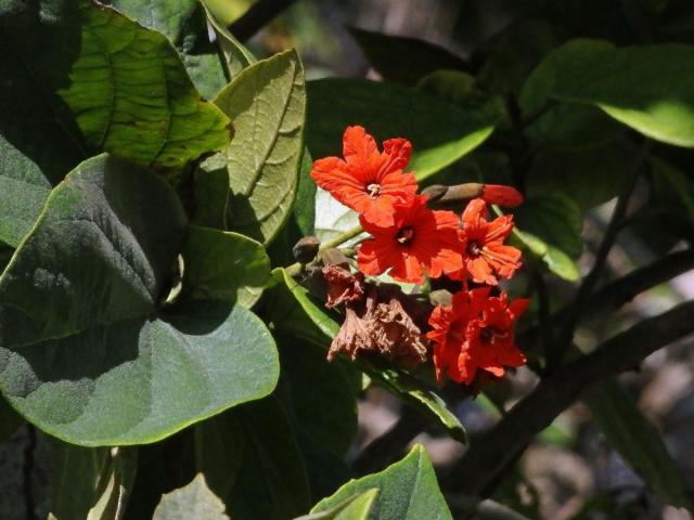 Cordia sebestena L.