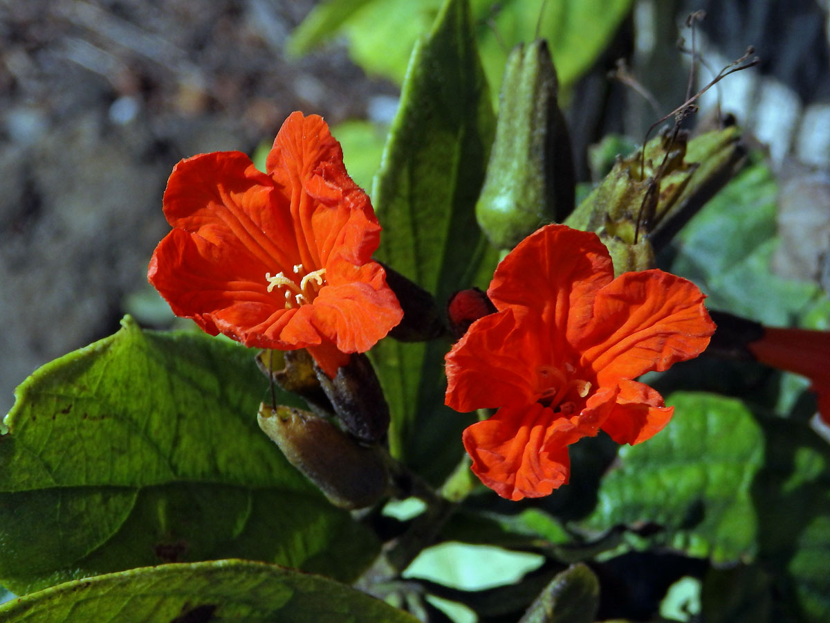 Cordia sebestena L.