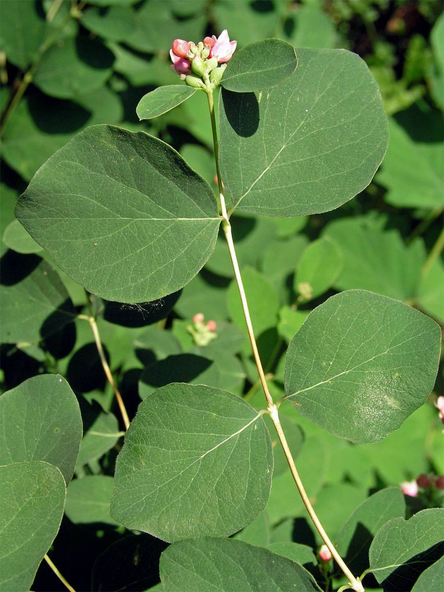 Pámelník bílý (Symphoricarpos albus (L.) Blake)