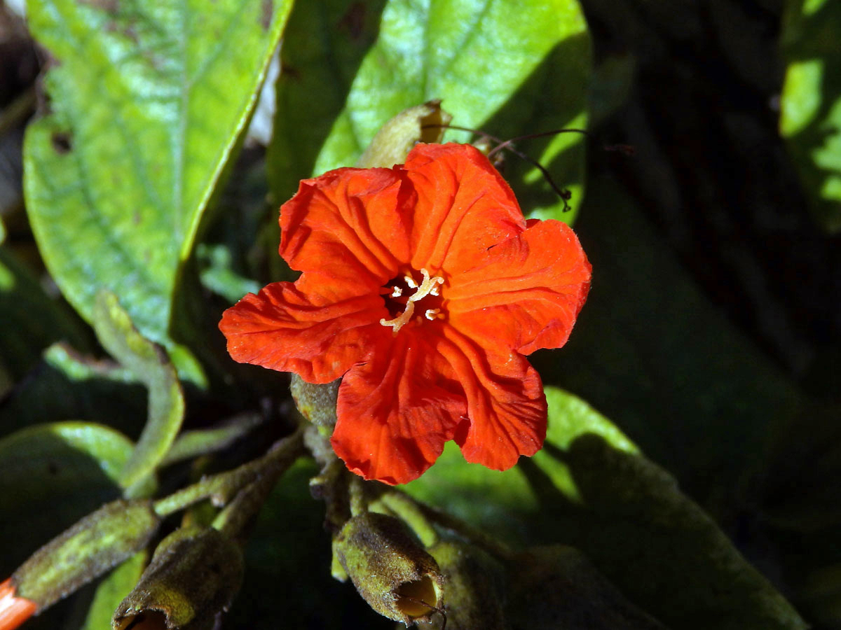 Cordia sebestena L.