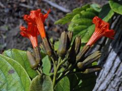 Cordia sebestena L.