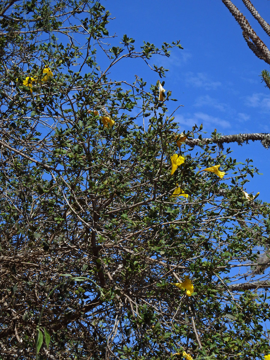 Cordia lutea Lam.