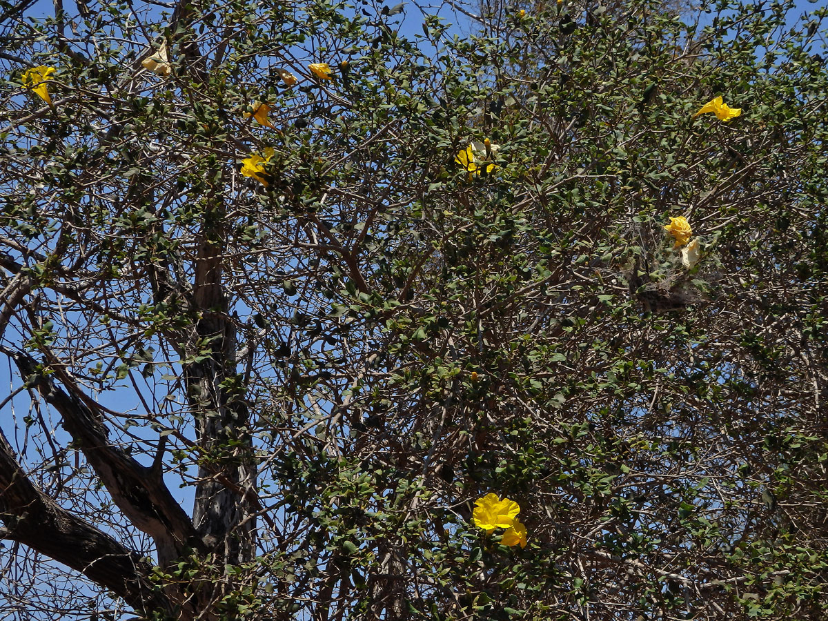 Cordia lutea Lam.