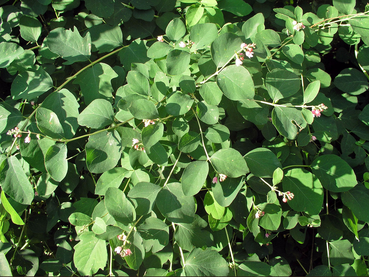 Pámelník bílý (Symphoricarpos albus (L.) Blake)