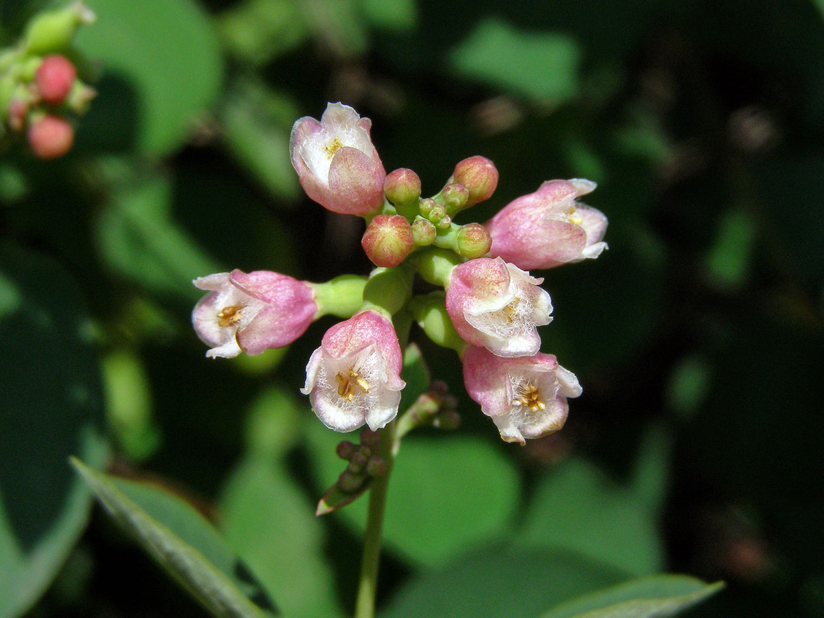 Pámelník bílý (Symphoricarpos albus (L.) Blake)