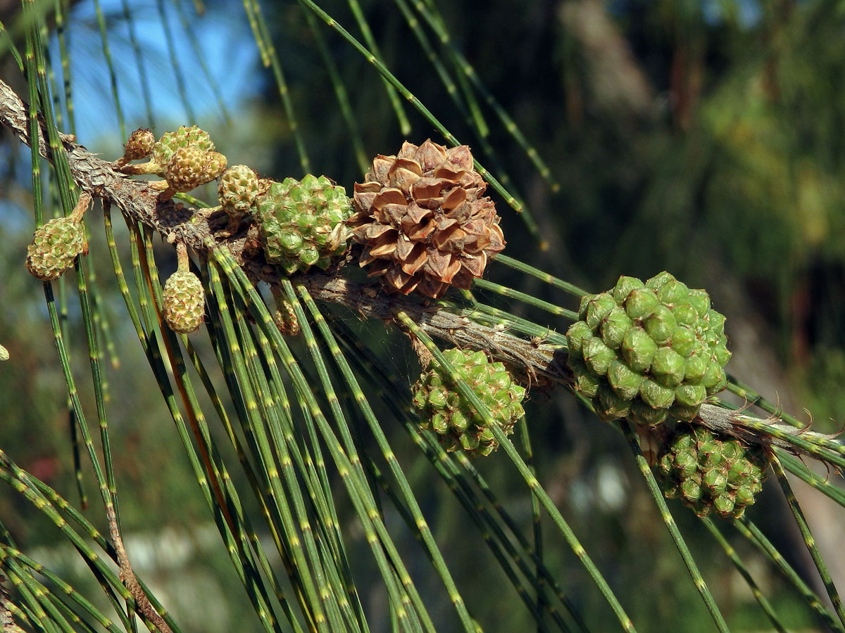 Přesličník přesličkolistý (Casuarina equisetifolia L.)