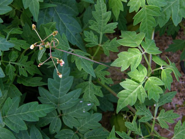 Srdcovnice (Cardiospermum halicacabum L.)