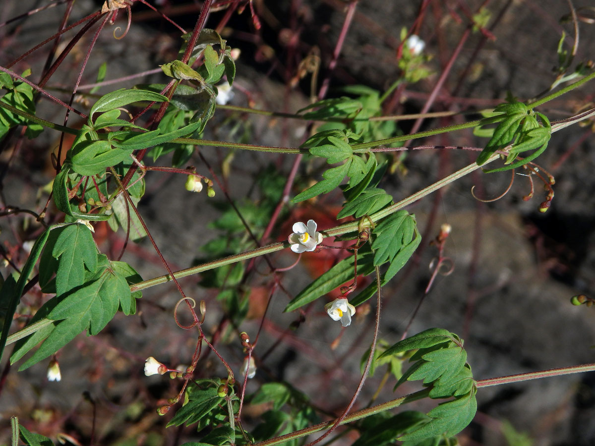 Srdcovnice (Cardiospermum halicacabum L.)