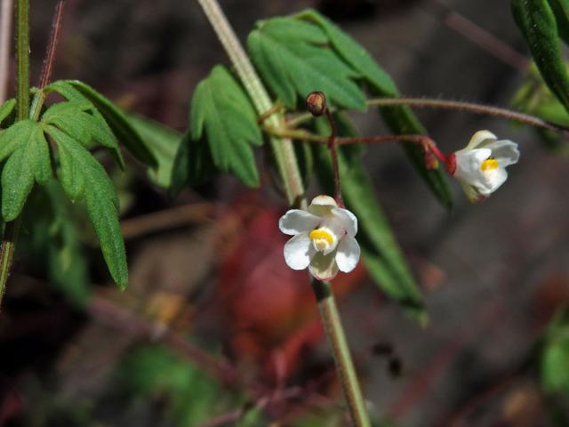 Srdcovnice (Cardiospermum halicacabum L.)