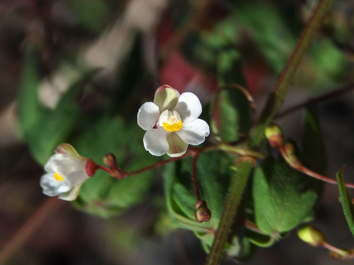 Srdcovnice (Cardiospermum halicacabum L.)