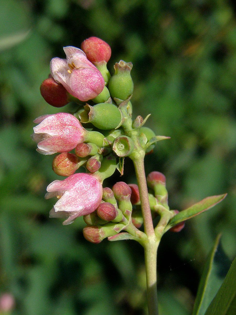 Pámelník bílý (Symphoricarpos albus (L.) Blake)