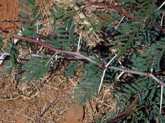 Citlivka (Mimosa latispinosa Lam.)