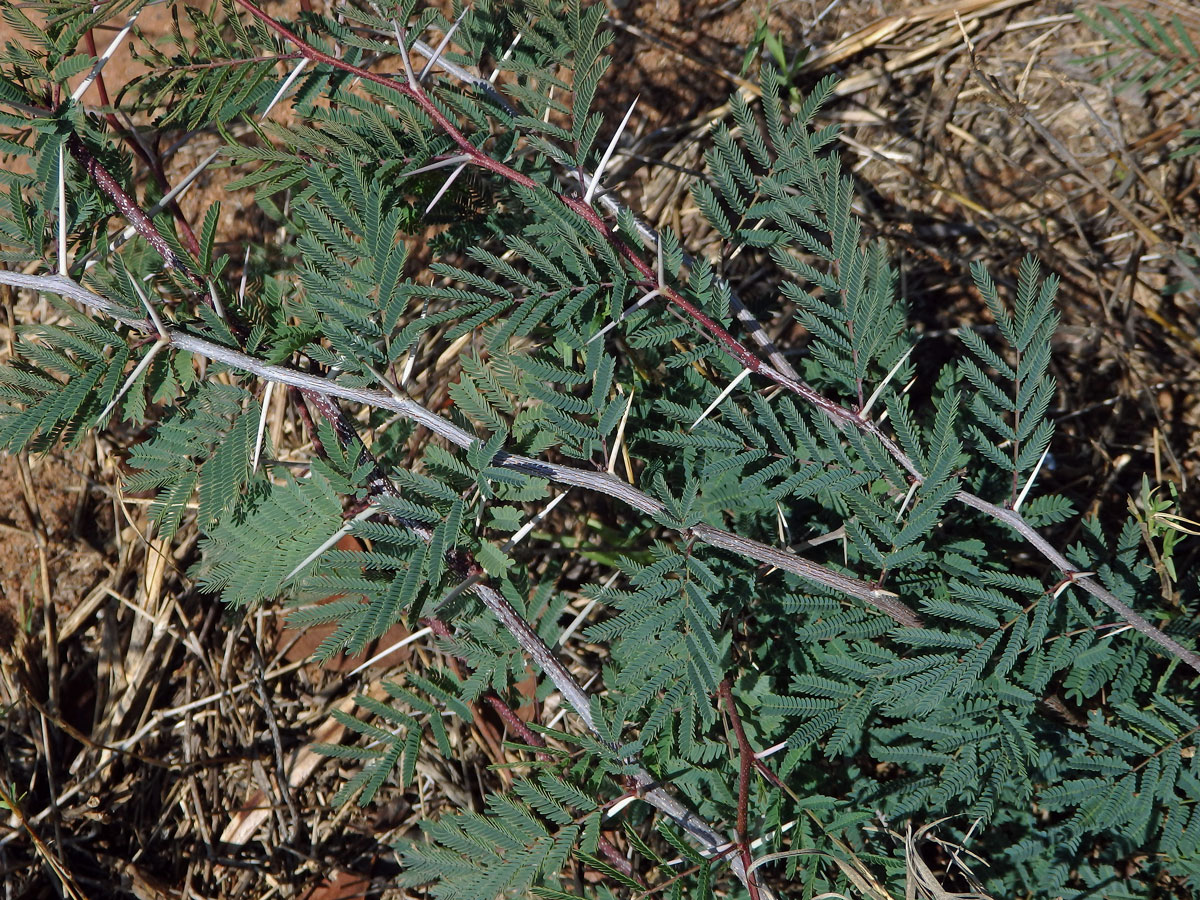 Citlivka (Mimosa latispinosa Lam.)