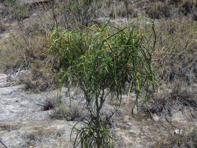 Ischnolepis graminifolia (Costantin et Gallaud) Klack.