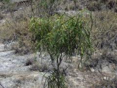 Ischnolepis graminifolia (Costantin et Gallaud) Klack.      