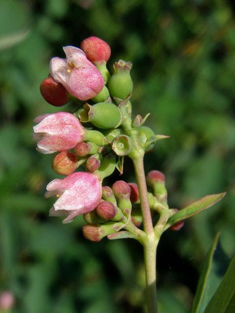 Pámelník bílý (Symphoricarpos albus (L.) Blake)