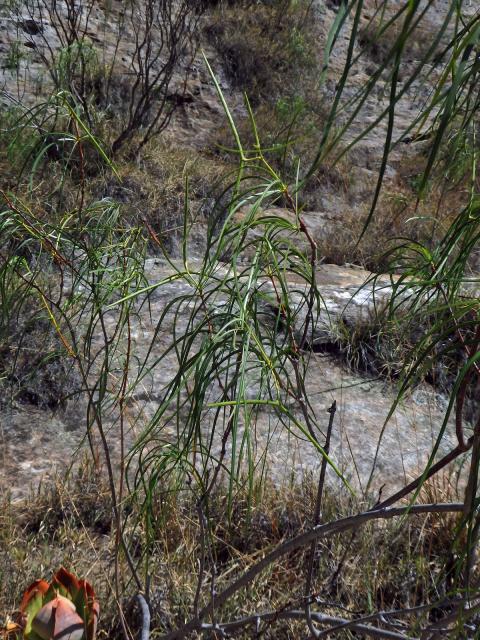 Ischnolepis graminifolia (Costantin et Gallaud) Klack.