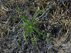 Ischnolepis graminifolia (Costantin et Gallaud) Klack.