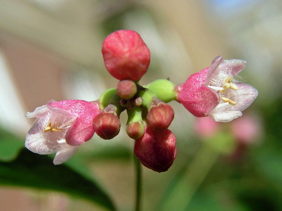 Pámelník bílý (Symphoricarpos albus (L.) Blake)