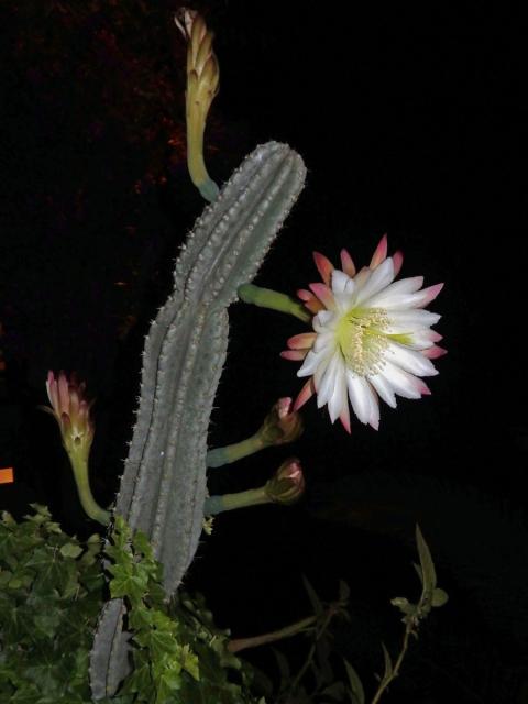 Cereus hexagonus (L.) Mill.