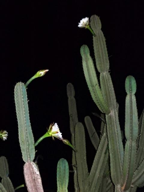 Cereus hexagonus (L.) Mill.