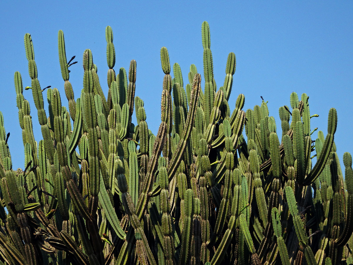 Cereus hexagonus (L.) Mill.