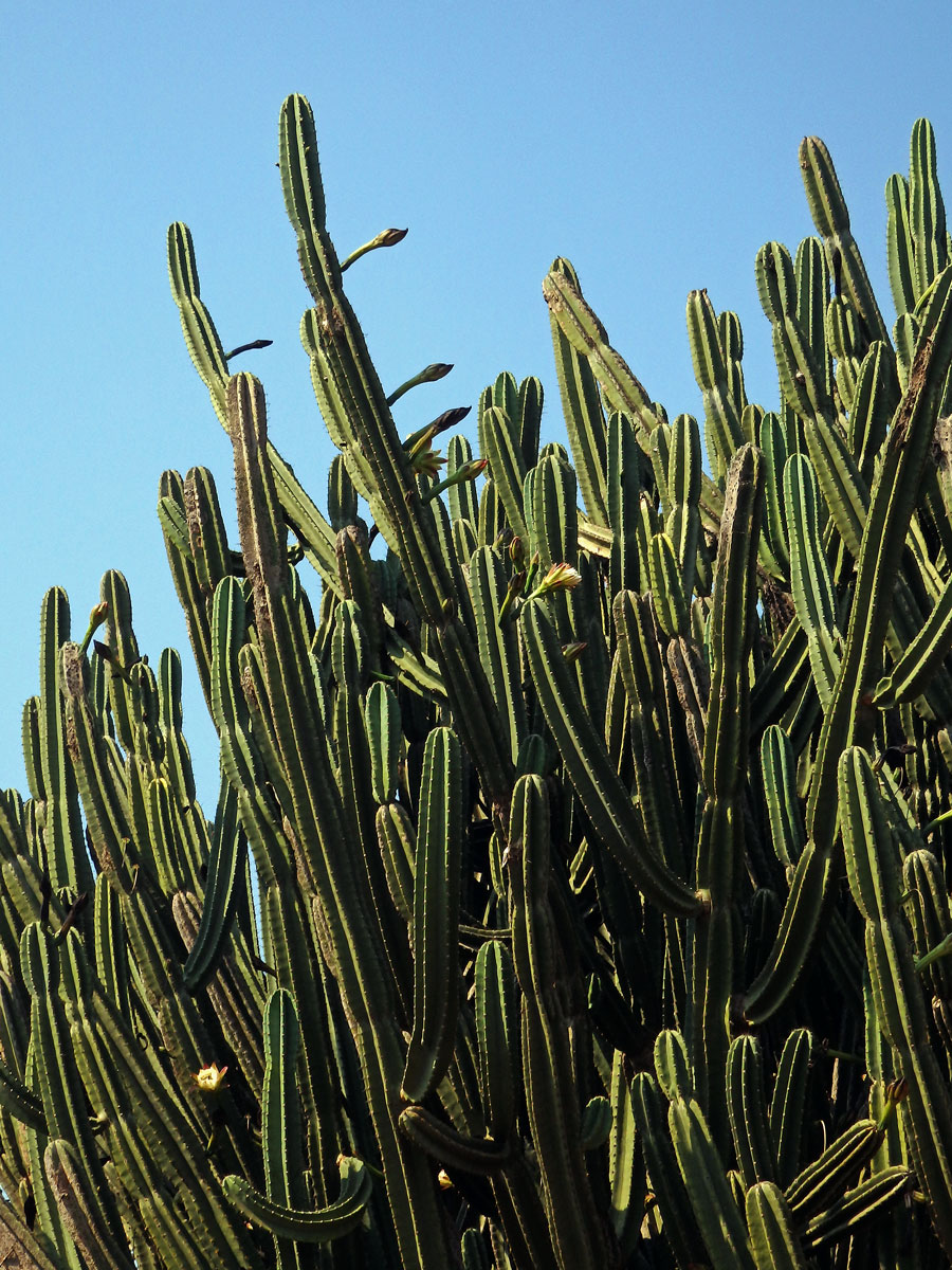 Cereus hexagonus (L.) Mill.