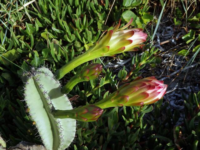 Cereus hexagonus (L.) Mill.