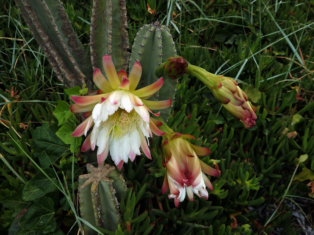 Cereus hexagonus (L.) Mill.