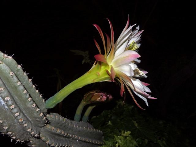 Cereus hexagonus (L.) Mill.