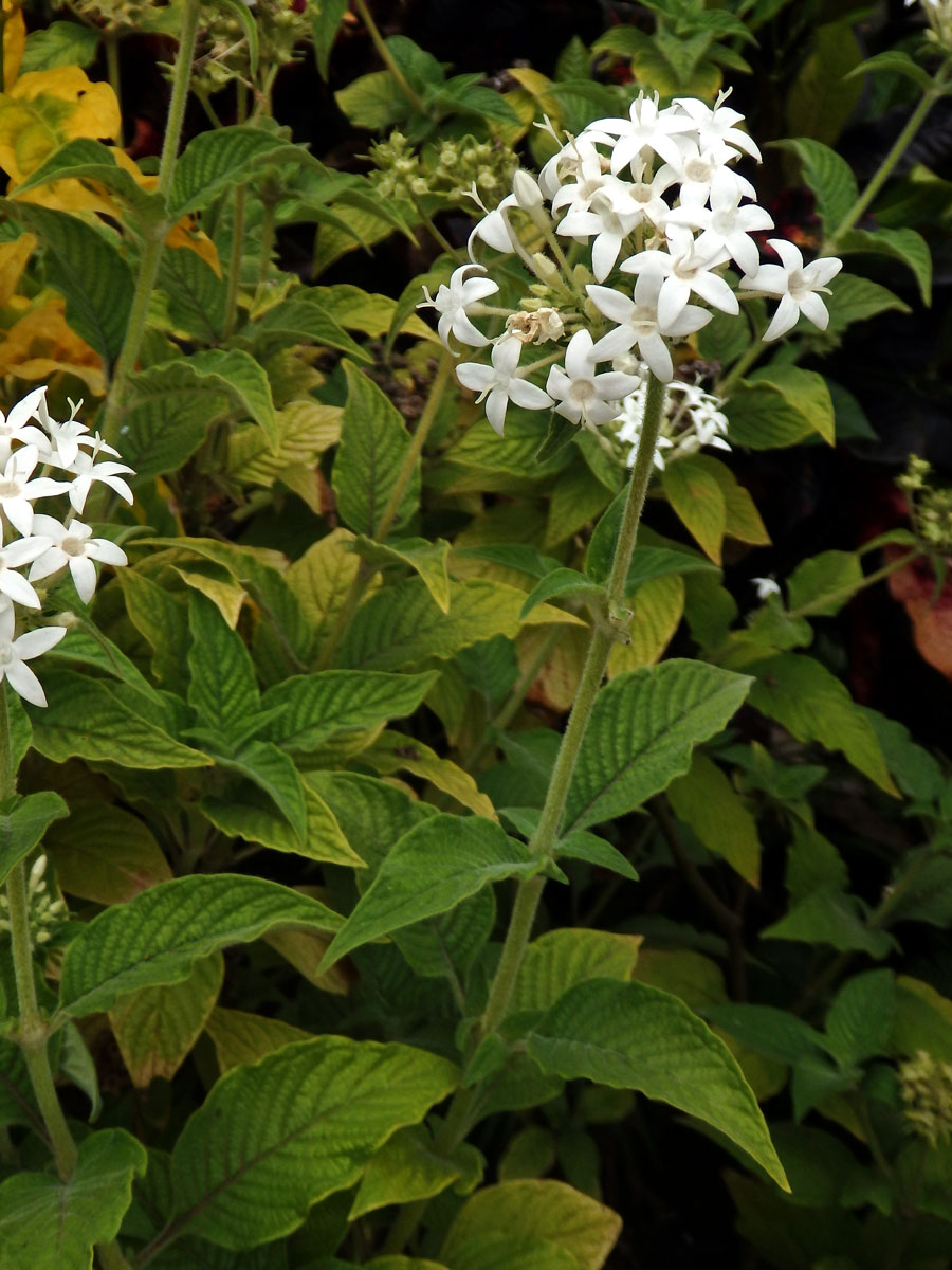 Pětkovec (Pentas lanceolata (Forssk.) Deflers)