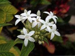 Pětkovec (Pentas lanceolata (Forssk.) Deflers), čtyřčetný květ (1a) (1a)