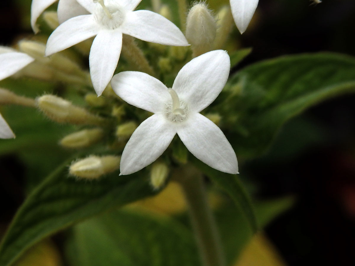 Pětkovec (Pentas lanceolata (Forssk.) Deflers), čtyřčetný květ (1b)