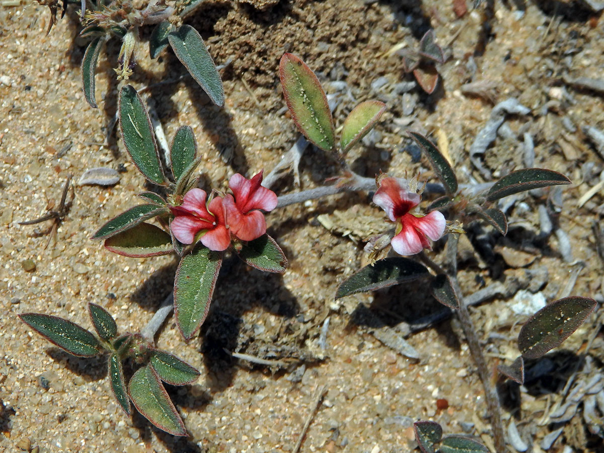 Indigovník (Indigofera diversifolia DC.)