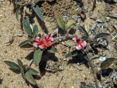 Indigovník (Indigofera diversifolia DC.)  